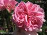Jules Girodit rose photo