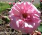 Agnes Roggen rose photo