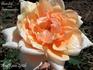 Cornelis Timmermans rose photo