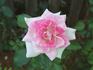 Gracie Allen rose photo