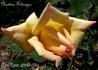 Nuntius Schioppa rose photo