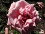 E. Pemberton Barnes rose photo