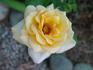Golden Opportunity rose photo