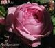 Le Roitelet rose photo