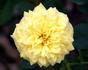Polly Sunshine rose photo