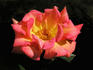Dr. Michael Noble ™ rose photo