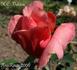 H.C. Valeton rose photo