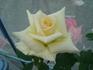 Kewai rose photo