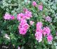Georgette rose photo