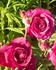 Thalassa rose photo
