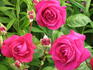 Thalassa rose photo