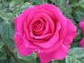 Thalassa rose photo