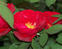 Waldfee rose photo