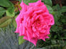 Gladiator rose photo