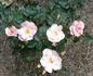 Gentle Touch rose photo