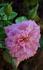 Pink Cardinal Hume rose photo