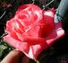 Dara rose photo