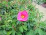 Basye's Amphidiploid rose photo