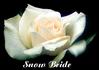 Snow Bride rose photo