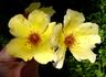 Sunny June rose photo
