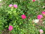 Little Mischief rose photo