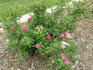 Little Mischief rose photo