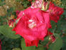 Fanette rose photo