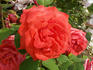 Avô Alfredo rose photo