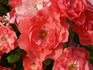 Bangor rose photo