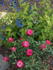 Moonlight and Roses rose photo
