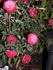 Moonlight and Roses rose photo