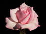 Alecia Carol ™ rose photo