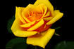 Olympic Gold rose photo