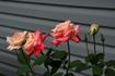 Princess Diana rose photo