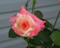 Princess Diana rose photo