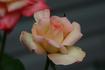 Princess Diana rose photo