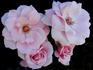 Alecia Carol ™ rose photo