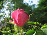 Prosper Laugier rose photo