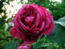 Prosper Laugier rose photo