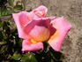 Lincoln Cathedral rose photo