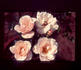 Silver Dawn rose photo