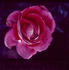 Magic Medley ™ rose photo