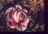 Priyatama rose photo
