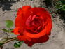 Fluorescent ® rose photo