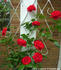 Jacob's Ladder rose photo