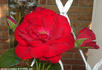 Jacob's Ladder rose photo