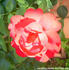 Jacob's Ladder rose photo