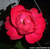 Jacob's Ladder rose photo