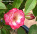 Picotee ™ rose photo