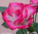 Picotee ™ rose photo